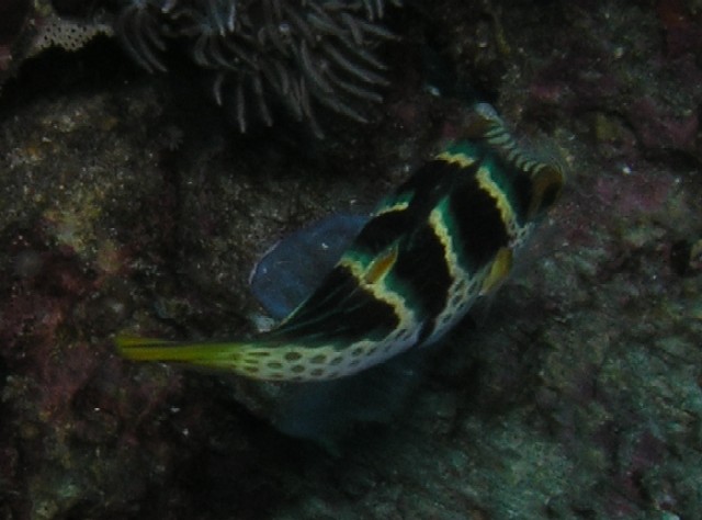 Canthigaster valentini 00467.JPG